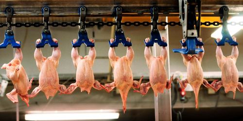 Skålla kycklingar levande inte ett lagbrott