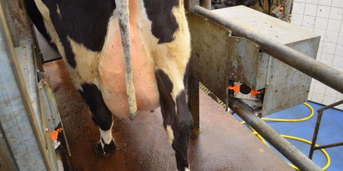 Ny kunskap om bakterien bakom juverinflammation