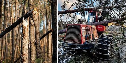 Här har stormen Alfrida härjat värst