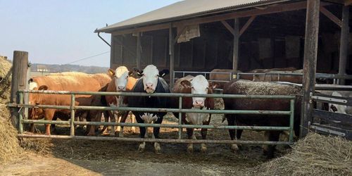 Nu kan grisar, får och nötdjur få vård i mobilen