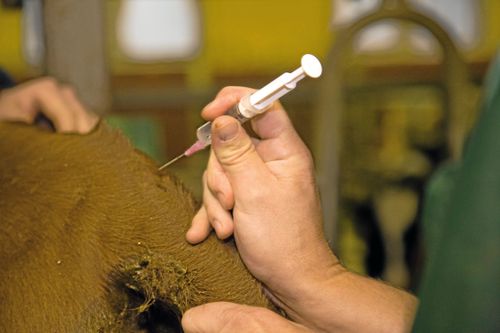 För nyutbildade veterinärer och vikarier kan stödet av en kollega vara en trygghet. Liksom för djurägaren.