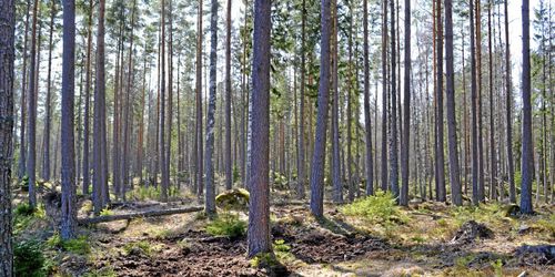 Skogen – en lönsam investering