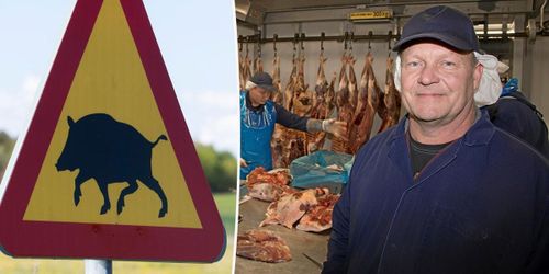 Import av vildsvinskött chockar branschen