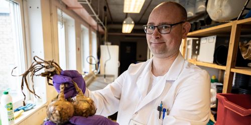 Lagra rätt parti lök och minska svinnet