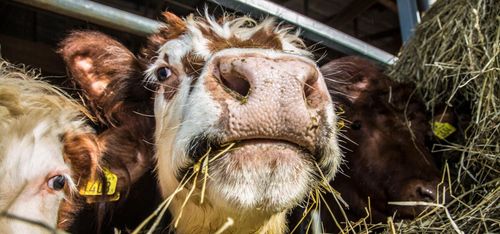 Slaktköerna har makten över marknaden