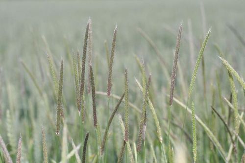 Renkavlen är en tuff konkurrent till höstvete och kan orsaka stora skördeförluster, upp till sex ton per hektar.