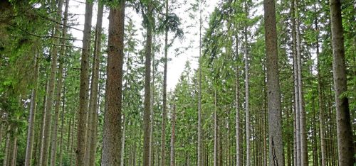 Nu tar långivarna över Norske Skog