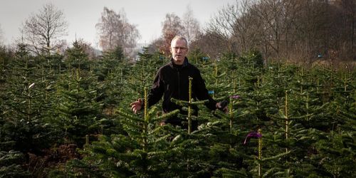 Minskat resande kan öka julgransförsäljningen