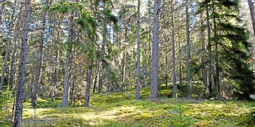 Skogsutredningen begär förlängning