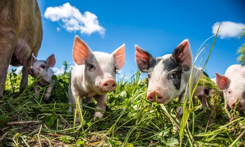 Tyskland inför märkning för djurvälfärd