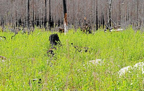 Lövet tar över på brandfältet