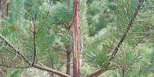 "Staten borde ersätta viltskador"