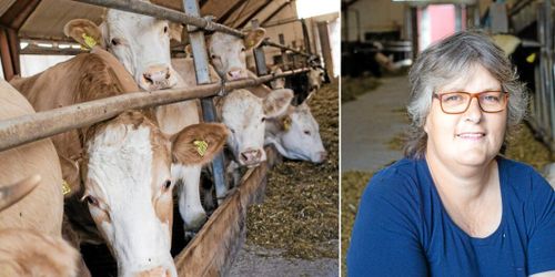 Rekordlågt pris på dikalv oroar bönder: ”Blir minus”
