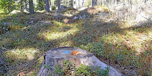 Virkesvärdet branschpraxis vid felavverkning