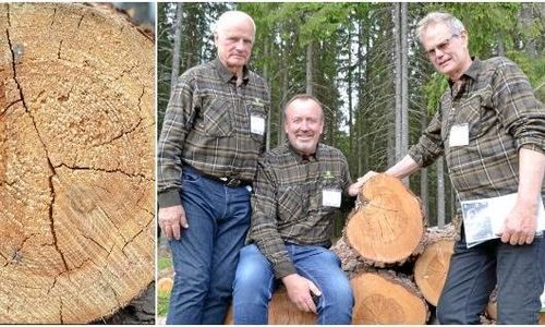 Stora vinster med spårbara stockar