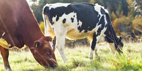 Sug ska minska danska kornas metanutsläpp