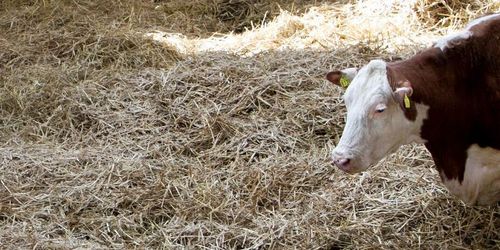 ”Kontroller hotfulla för djurägarna också”