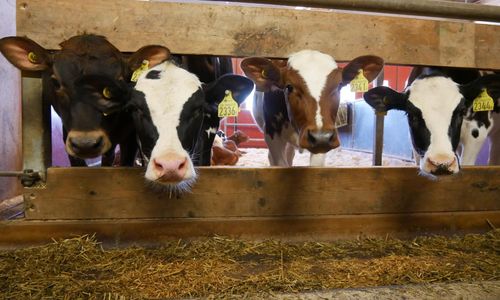 Debatt: ”Stämmobeslut om att bete ska vara frivilligt”