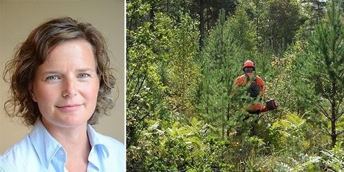 Roligare skogsbruk med ekonomin i fokus