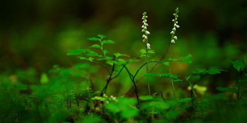 Skogsstyrelsen: ”Upptäckte att vi gjort en miss”