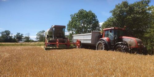 Här är det redan dags för skörd av höstkorn