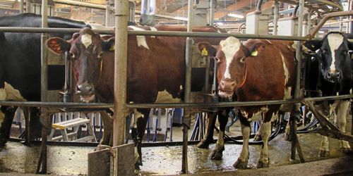 Branscherna som står pall under pandemin