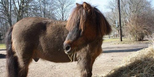 Sveriges äldsta häst har dött