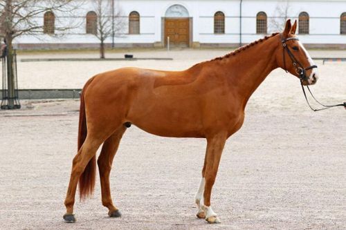 Högvakten hyllar musikskapare