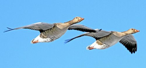 Gås knockade jägare