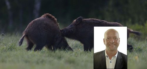 Hinder för minskad vildsvinsstam måste bort
