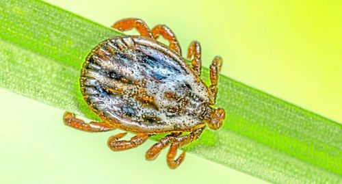 Nya fästingarten trivs i betesmarker