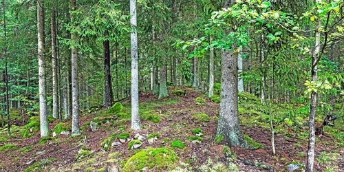 Så ska regeringen satsa på skogen