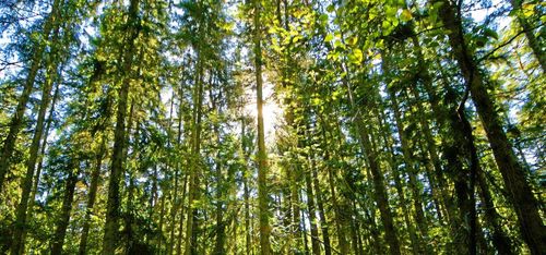 "Jättesvårt att hitta avverkningsbara skogar"