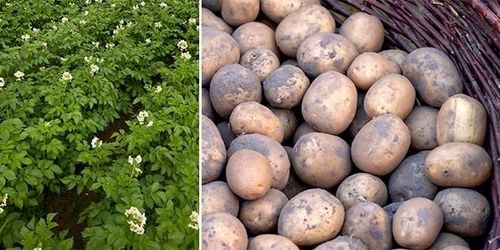 Bonde får 48,5 miljoner efter rättstvist