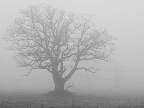 Vem skulle inte vilja ha en sådan här ek som minne åt sig själv?