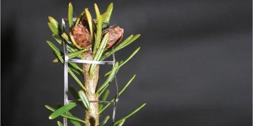 Andra sätt att skydda plantorna