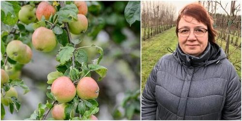 SLU: ”Vi behöver nya svenska sorter”