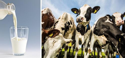 Sverige med i täten när mjölkpris stiger i EU