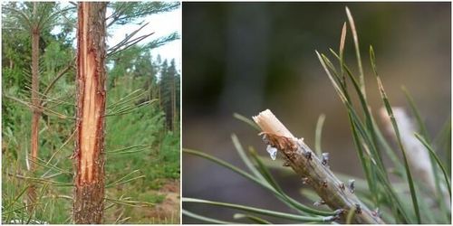 Betesskadorna ökar: ”Försämring från redan dålig nivå”