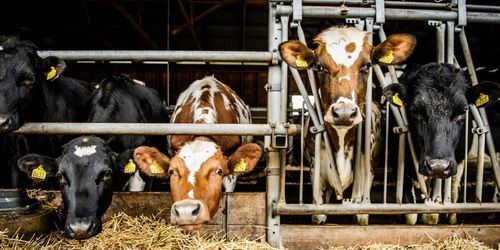 Utsläppen minskar i alla sektorer utom jordbruket