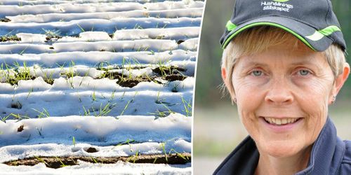 Vind och kyla kan skada höstgrödorna