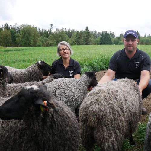 ATL TV: Lyckad satsning på lamm – så jobbar de