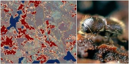 Ny karta visar om din skog är i riskzonen