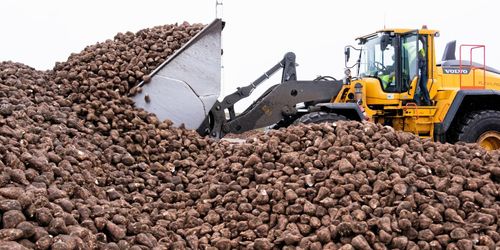 Efter problemen: Betor kan skickas till Danmark