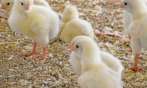 Rejäl förbättring för Scandi Standard