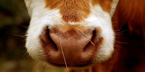 Förvildade kor har tagit över en by