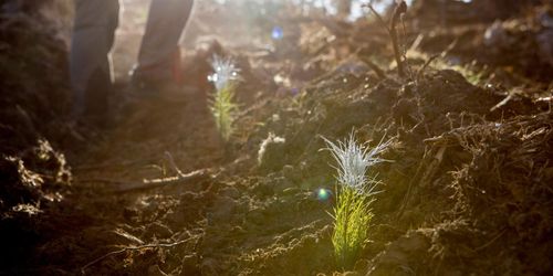 Tall-rekord för Södra