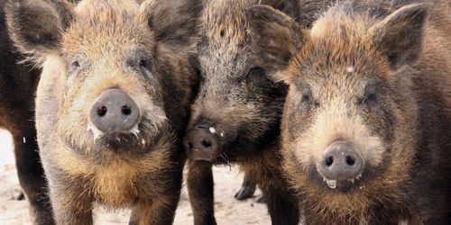 Svenska svin invaderar Norge