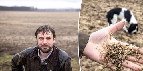 Snöfattig vinter tog knäcken på höstvetet