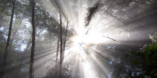 Miljörörelsen vill ha svar inför skogsprogrammet